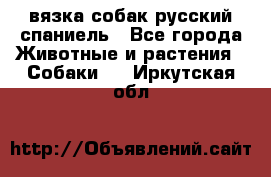 вязка собак русский спаниель - Все города Животные и растения » Собаки   . Иркутская обл.